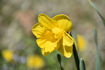 Obraz premium Beautiful Spring Yellow Daffodil Blooming and Flowering