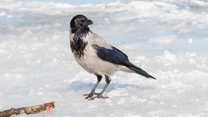 bird on snow