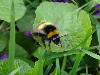 Buff-tailed bumble bee (Bombus terrestris) worker taking off from a patch of violets