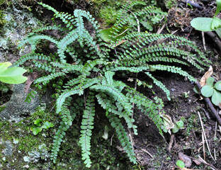 Asplenium trichomanes fern grows on the stone