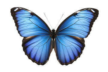 Fototapeta premium Vibrant blue butterfly with detailed wing patterns on black background, cut out