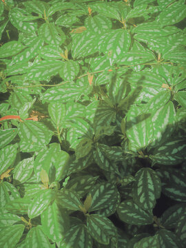green pine needles
