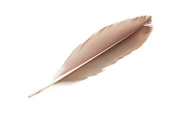 Close-up of brown feather with delicate details, cut out