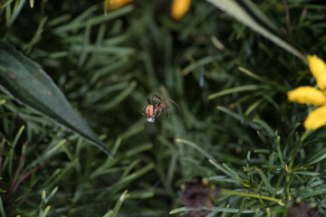 Macro Shot of Spider Midair in Natural Garden Setting