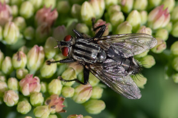 Insect Detail: Flesh Fly on Flowers Close-up