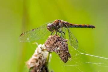 Dragonfly Close-up: Common Darter on Plant
