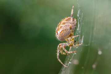Orb-Weaver Spider: Araneus Diadematus or Neoscona Species