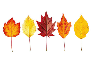 Fototapeta premium A top down view of five colorful autumn leaves arranged in a row on a white background surface