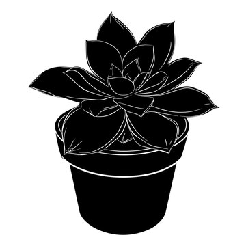 black succulent plant in pot clip art preview