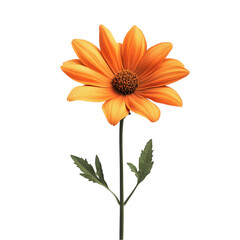 Fototapeta premium Vibrant orange flower blossoms against a multicolored striped background radiating warmth and joy,