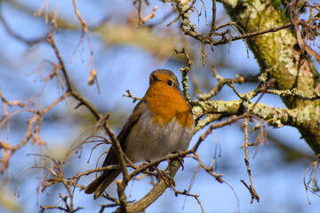 robin perching on a twig on a spring day close-up