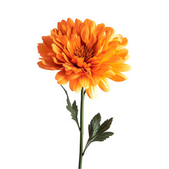 Vibrant Orange Chrysanthemum Flower Bold and Beautiful Bloom