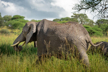 Ein Elefant zieht durch das Dichte Gras in der Savanne des Tarangire Nationalpark in Tansania...