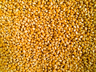 close up grains of corn