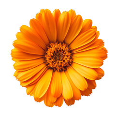Vibrant Orange Flower Bright Petals Sunny Delight