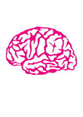 cerveau intelligent cervelle dessin