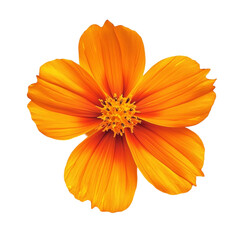 Vibrant Orange Flower Blooming Brightly Sunny Day Delightful Nature