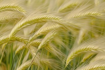 A field of golden wheat with a few specks of moisture on the tips of the stalks