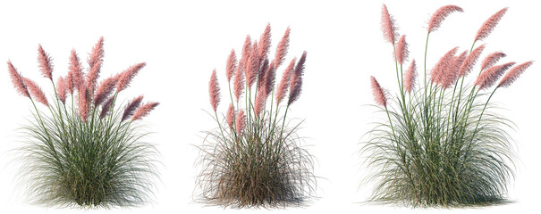 Set of Cortaderia selloana rosea (Pampas grass Rosea) isolated frontal png on a transparent...