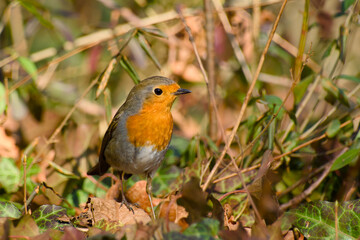 European robin standing on the ground close-up