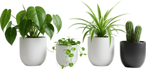 Collection of potted houseplants Philodendron spider plant cactus and string of hearts in modern white and black pots