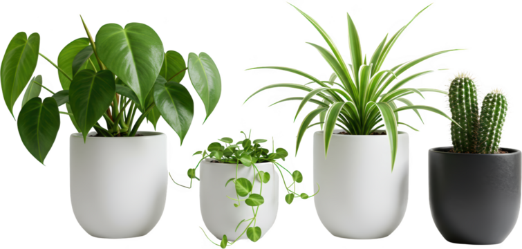 Collection of potted houseplants Philodendron spider plant cactus and string of hearts in modern white and black pots