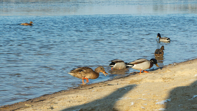 In a city pond at the end of winter, a lively flock of ducks navigates the icy waters, showcasing their resilience against the cold as they prepare for the arrival of spring.