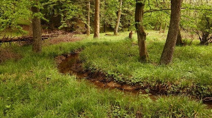 Eroded Stream Bank in Grassy Meadow with Exposed Soil Layers