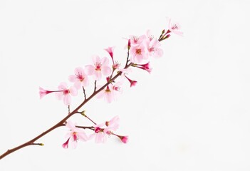 Pastel pink cherry blossom branch against a soft white background, minimalist spring decor, art, floral art