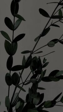 The green preserved branch Eucalyptus Parvifolia branch on gray background.