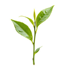 Naklejka premium Fresh young tea leaves on a Transparent background showcasing vibrant green color and natural beauty, young tea leaves isolated on PNG background