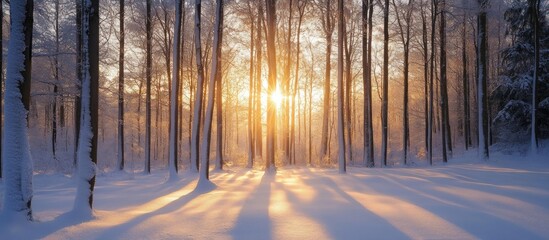 Obraz premium Golden Winter Sunrise in a Snow Covered Forest