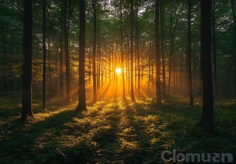 Fototapeta premium Golden Sunlight Streaming Through Forest, Casting Rays on Lush Greenery