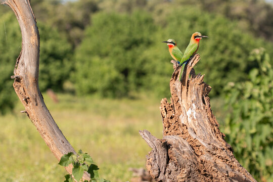 tuli wilderness of botswana: White-fronted bee-eaters (Merops bullockoides) sitting on a branch in the landscape