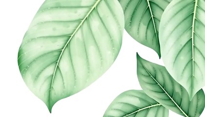 Obraz premium Delicate light green leaves with intricate vein patterns on white background