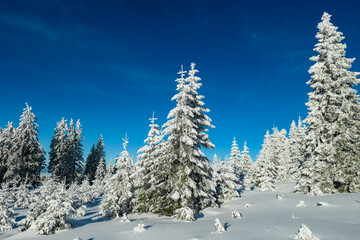 Snow-covered fir trees in serene winter landscape of Teufelstein, Styria, Austria. Untouched snow blanket forest, creating a tranquil alpine scene. Snow laden tree branches in remote Fischbach Alps