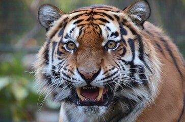 Fototapeta premium A close-up of an angry tiger face