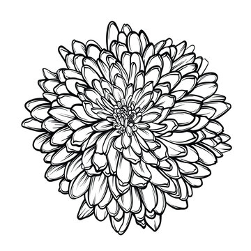 recommend clip art: Vector outline flowers of chrysanthemum. Black and white line illustration of daisy flowers on a white background. Flower isolated on white.
