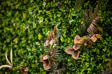 Wall Covered with Lush Green Plants
