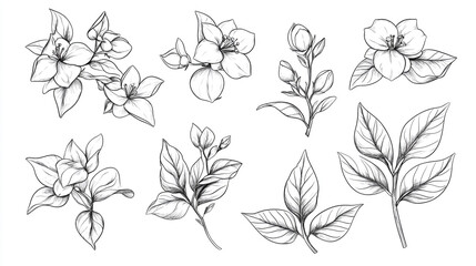A collection of detailed botanical sketches featuring flowers buds and leaves in black and white line art