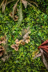 Wall Covered with Lush Green Plants