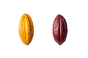 Dual display of yellow and red cacao pods on black background, cut out