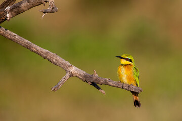 small bee eater in south africa in madikwe game reserve