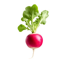Vibrant radish, a root vegetable, displays its iconic red bulb and leafy greens . A garden-fresh, crisp culinary delight.