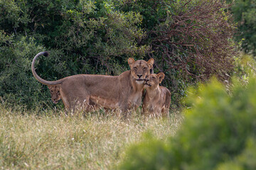 lion family showing lioness with cubs looking attentive at photographer in south africa in madikwe...