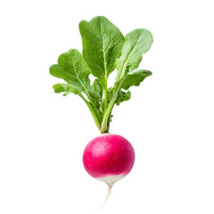 Vibrant radish, a root vegetable, displays its iconic red bulb and leafy greens . A garden-fresh, crisp culinary delight.
