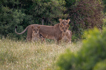 attentive lioness with cubs looking attentive at photographer in south africa in madikwe game reserve