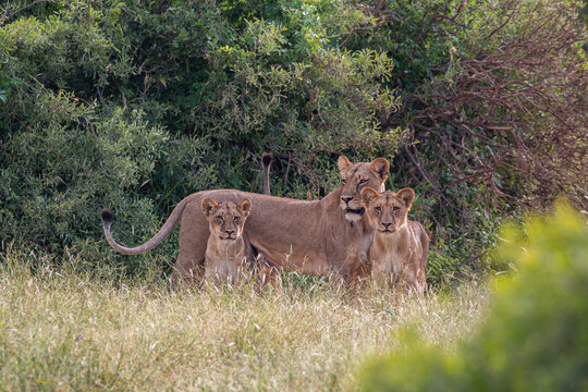 lioness with cubs looking attentive at photographer in south africa in madikwe game reserve - Powered by Adobe