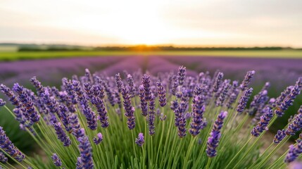 Naklejka premium A beautiful lavender field on an organic farm with vibrant flowers and serene landscape under a clear blue sky