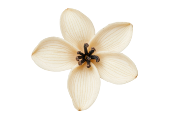 Close-up of white star anise flower with textured petals and seed pods, cut out